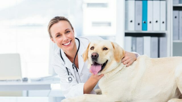Our Town America Veterinarian New Mover Marketing