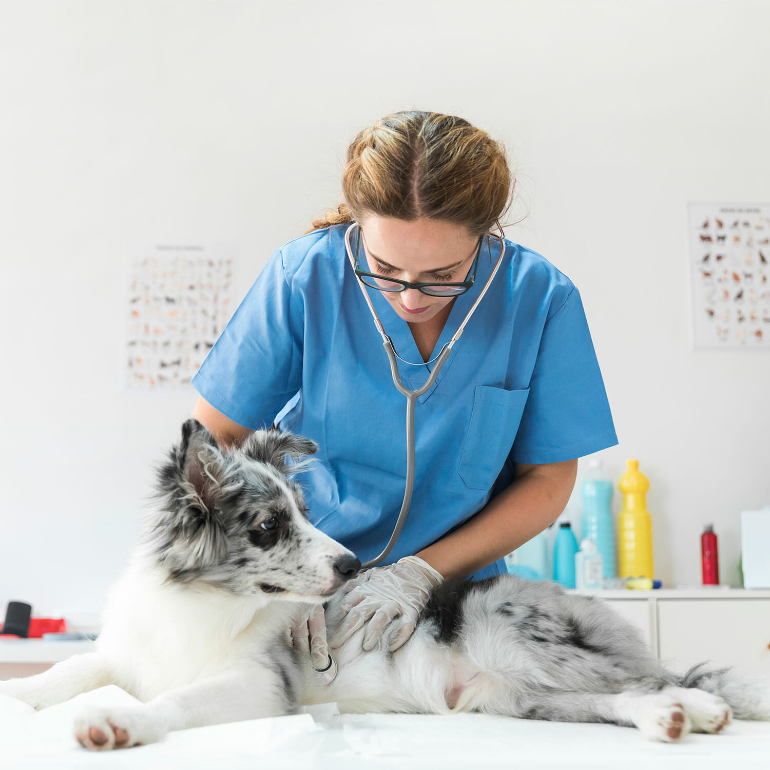 Find out why leading veterinarians choose a new mover marketing strategy!